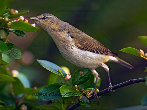 Leiothlypis peregrina  TENNESSEE WARBLER 3002423z