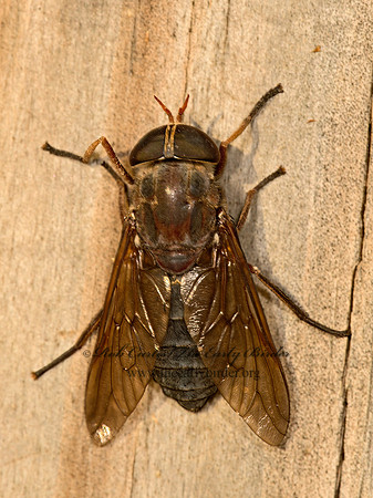 Tabanius calens  HORSE FLY 9052400z