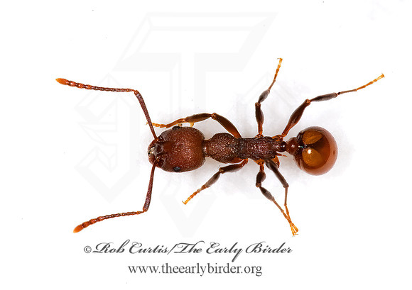 Aphaenogaster tennesseensis 6011485z