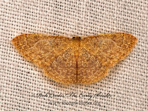 Pleuroprucha insulsaria  COMMON TAN WAVE 6036596z