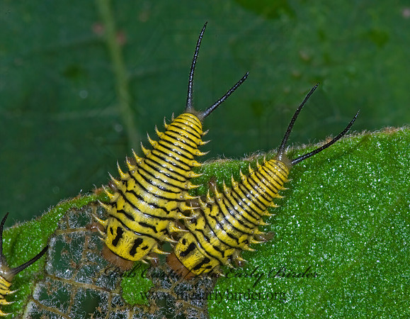Physonota alutacea WILD OLIVE TORTOISE BEETLE 7005598z