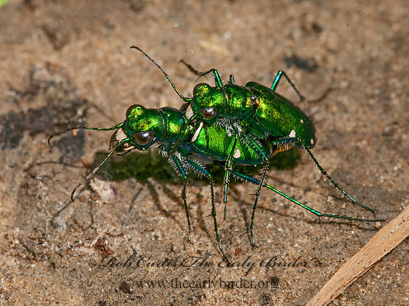 Cicindela sexguttata  6-SPOTTED TIGER BEETLE 3015358z