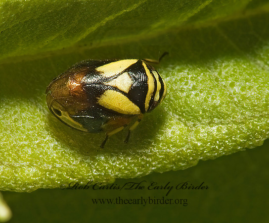 Clastoptera proteus  DOGWOOD SPITTLEBUG 5010130z