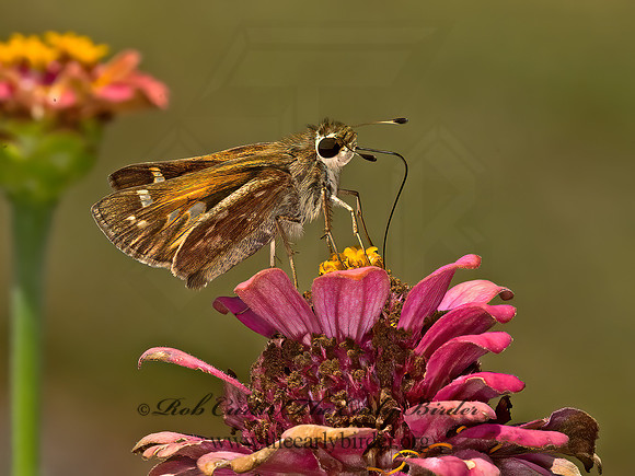 Atalopedes campestris  SACHEM SKIPPER 9052452z