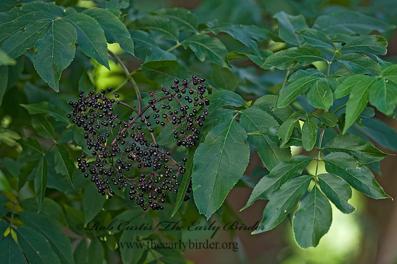 Sambucus canadensis  COMMON ELDERBERRY 8007935z
