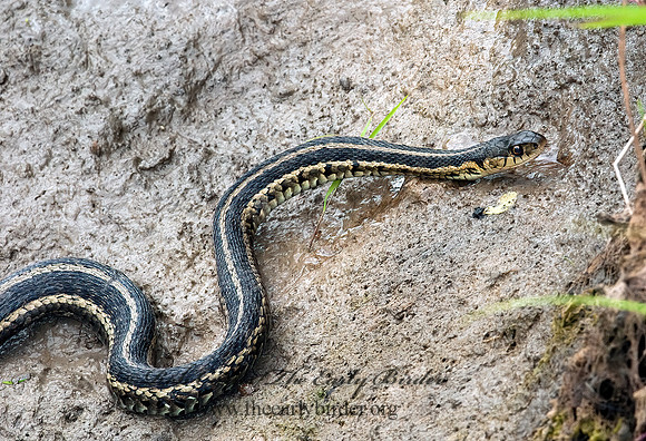 Thamnophis radix  PLAINS GARTER SNAKE 3003323 z
