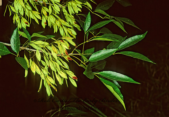 Fraxinus caroliniana  POP-ASH 261330z