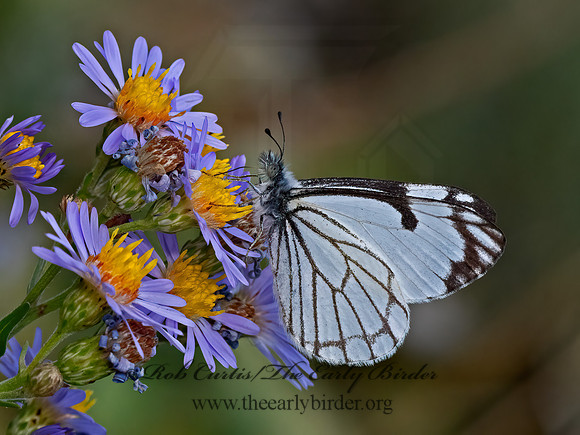 Neophasia menapia  PINE WHITE 3024437z