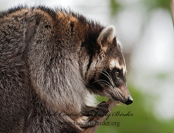 Procyon lotor  RACCOON 8024743 z