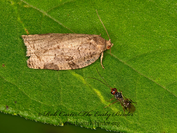 Archips grisea  TAN TORTRICID MOTH 9047145z