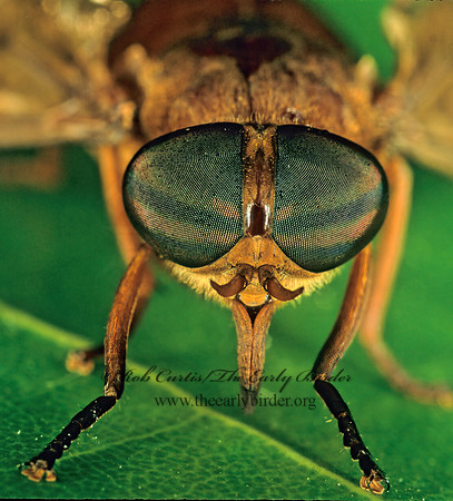 Tabanus acutus HORSE FLY 248929z