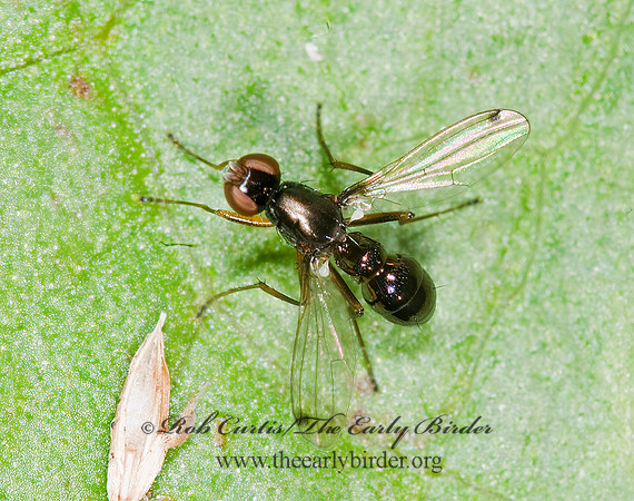 Sepsis BLACK SCAVENGER FLY 6006853,1