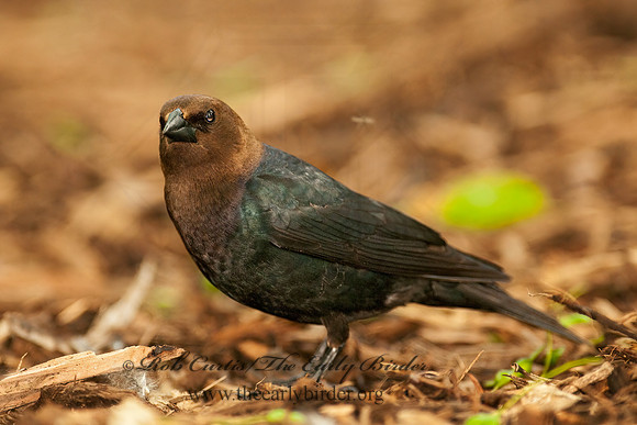 Molothrus ater  BROWN-HEADED COWBIRD  3002485z