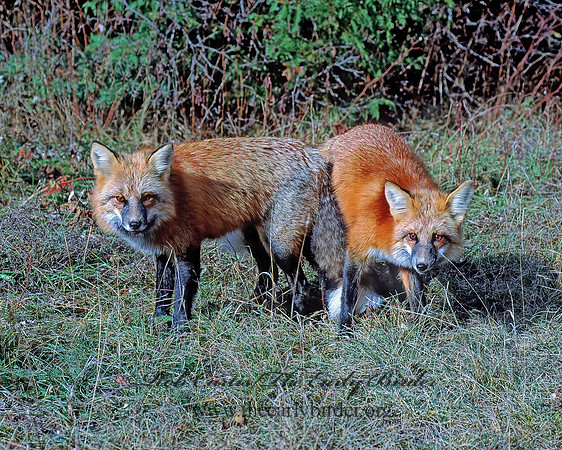 Vulpes vulpes  RED FOX 62305nz