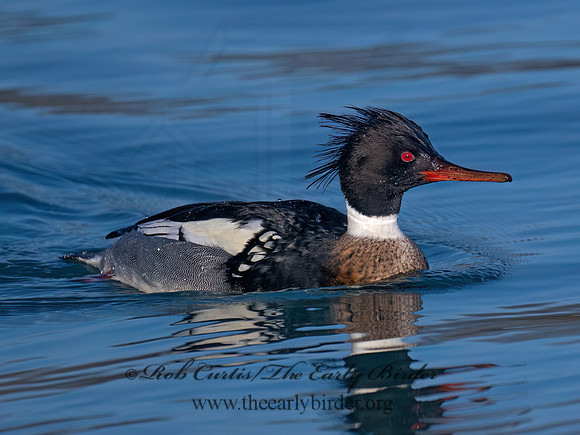 Mergus serrator RED-BREASTED MERGANSER 9086715z