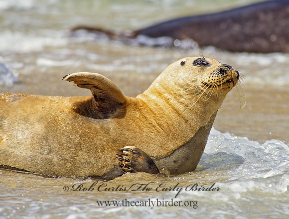 Phoca vitulina  HARBOR SEAL 124516z