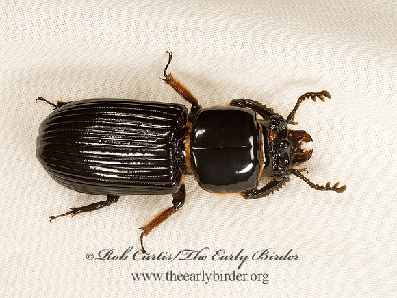 Odontotaenius disjunctus  HORNED PASSALUS 9048265z