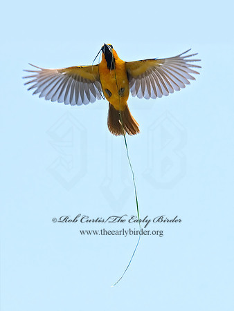 Icterus gularis  ALTAMIRA ORIOLE 7005504z