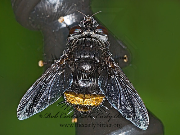 Belvosia  GONIINI TACHINID FLY 6008325z