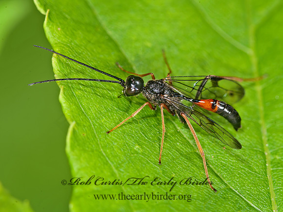 Pristaulacus  AULACID WASP 8034376z