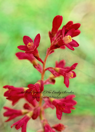 Ribes sanguineum  RED-FLOWERING CURRANT 146508z
