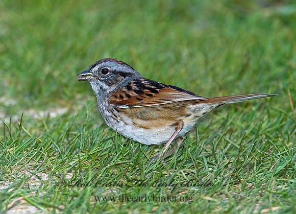 Melospiza georgiana  SWAMP SPARROW 5005040z