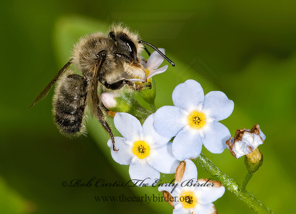 Megachile gemula 8015246 Mz