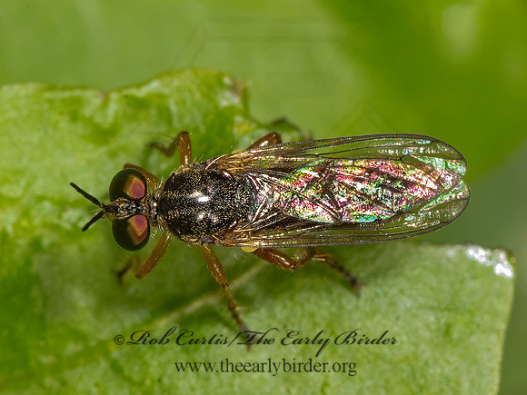 Atomosia rufipes  ROBBER FLY 3026188z
