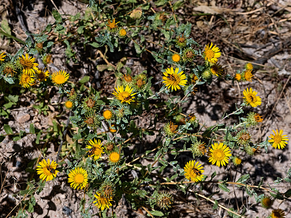 Grindelia squarrosa  ROSINWEED 3025693-z