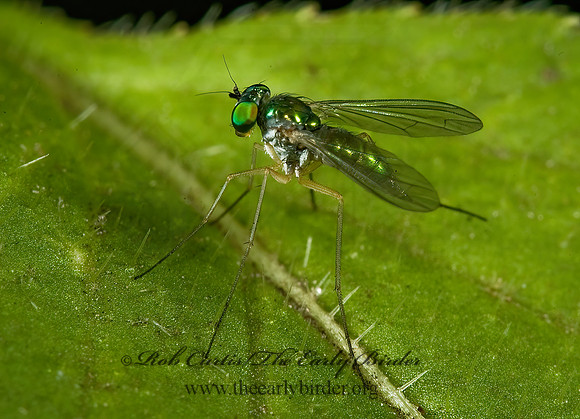 Amblypsilopus scintillans  LONGLEGGED FLY 5013240z
