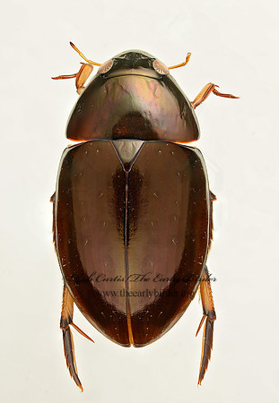 Tropisternus blatchleyi  WATER SCAVENGER BEETLE 9019426z