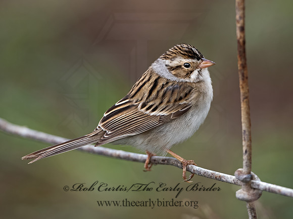 Spizella pallida  CLAY-COLORED SPARROW 3030018z