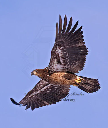 Haliaeetus leucocephalus  BALD EAGLE 6020120z