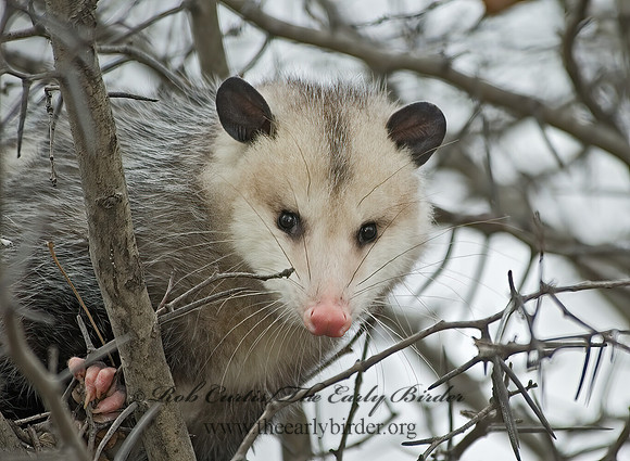 Didelphis virginiana  VIRGINIA OPOSSUM 5017610z