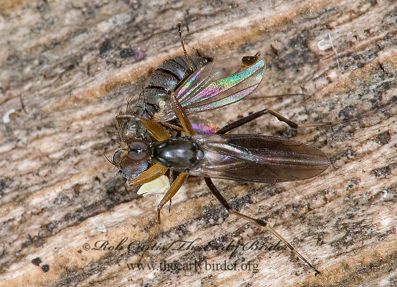 Tachypeza  HYBOTID DANCE FLY 6016406z