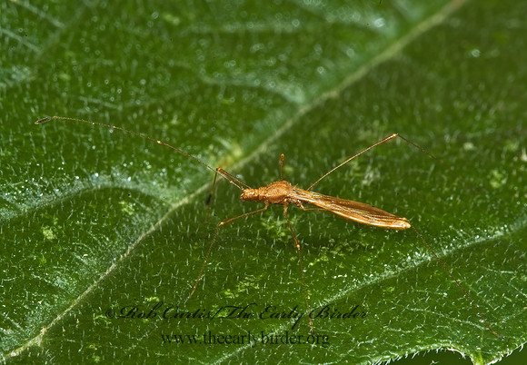 Jalysus wickhami 5013951z