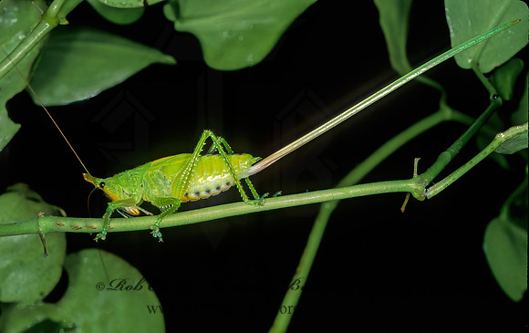 Copiphora hastata  HORNED KATYDID 194918 Fz