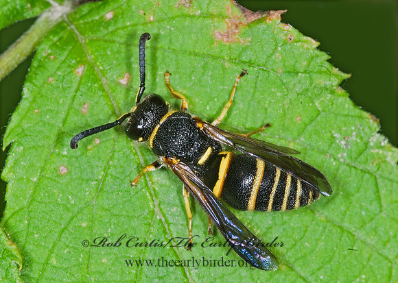 Euodynerus foraminatus 6008944z