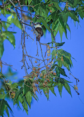 Pachyramphus aglaiae  ROSE-THROATED BECARD 94329z