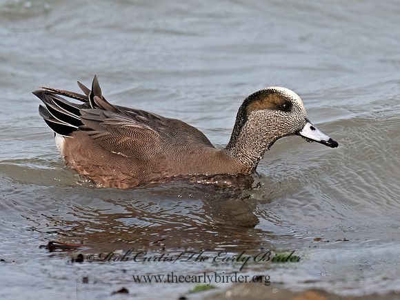 Mareca americana AMERICAN WIGEON 3048273z