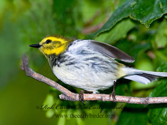 Setophaga virens  BLACK-THROATED GREEN WARBLER 6006449z