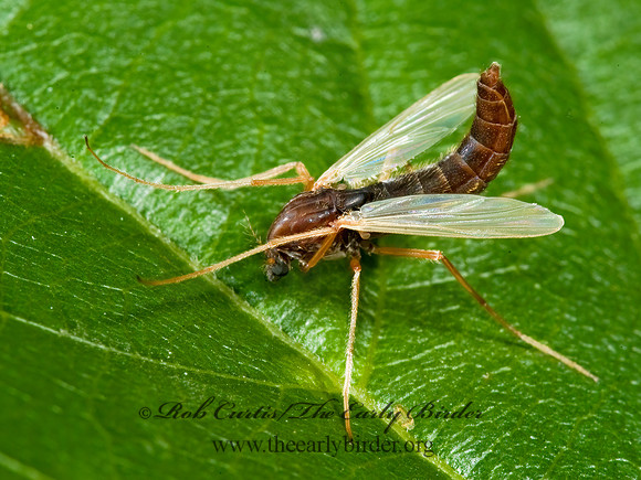 Hyporhygma quadripunctatum  CHIRONOMINI MIDGE 5011793 grp~z