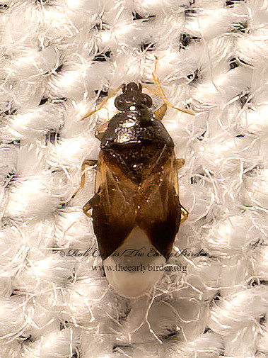 Orius insidiosus MINUTE PIRATE BUG 9082384z