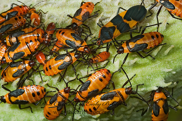 Oncopeltus fasciatus  LARGE MILKWEED BUG 5002196z