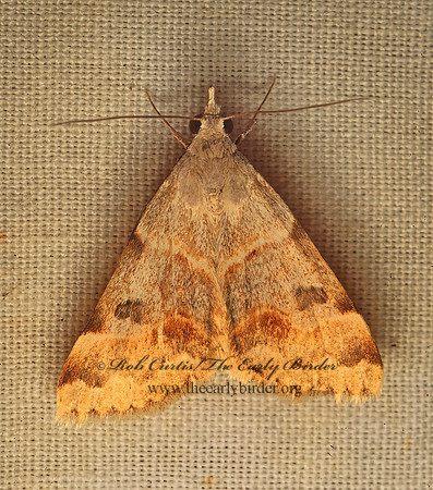 Hemeroplanis PHYTOMETRINI EREBID MOTH   94537-1 x no z