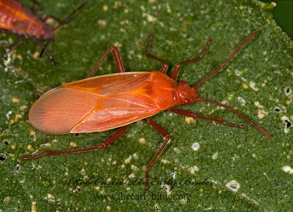 Boisea trivittata 5016586z