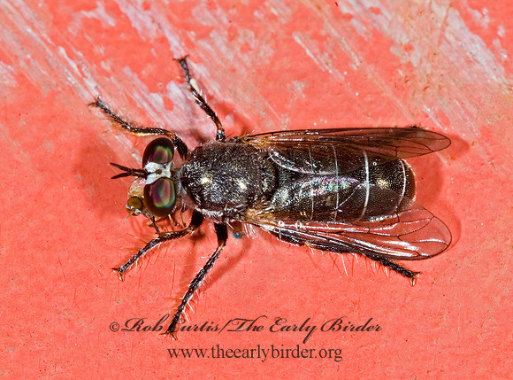 Atomosia melanopogon  LAPHRIINAE ROBBER FLY 6024403z