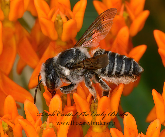 Megachile  LEAF-CUTTING BEE 9063582z