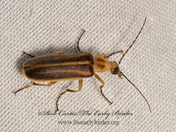 Pseudozonitis labialis  STRIPED BLISTER BEETLE 3032101z