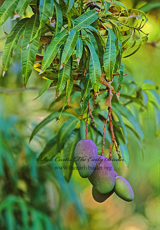 Mangifera indica  MANGO 260012z